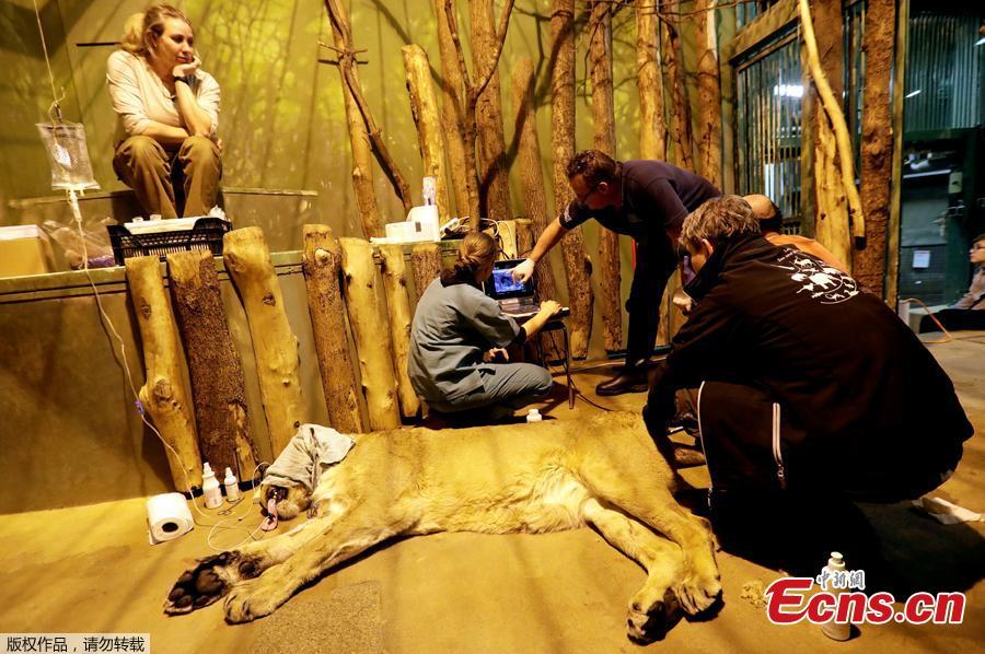 A veterinarian shoots a tranquilizer dart at Ginni, an Asiatic lioness, before an artificial insemination procedure at Prague Zoo, Czech Republic, January 3, 2019.   (Photo/Agencies)