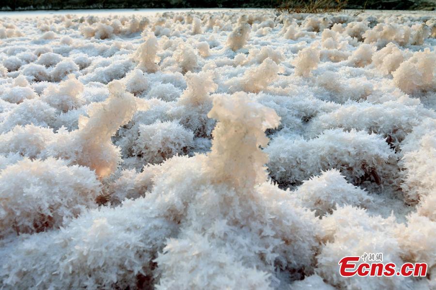 A view of the scenery of mirabilite rime on the Salt Lake in Yuncheng City, North China\'s Shanxi Province, Jan. 2, 2019. Mirabilite rime is formed when mirabilite crystalizes at low temperatures in the inland saltwater lake, formed about 500 million years ago and known as “China’s Dead Sea.” (Photo: China News Service/Jiang Hua)