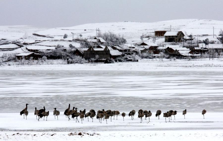 Black-necked cranes are seen at Dashanbao National Nature Reserve for Black-necked Cranes in Zhaotong city, Southwest China\'s Yunnan Province. (Photo by Zheng Yuanjian for chinadaily.com.cn)

The number of black-necked cranes that are wintering at Dashanbao National Nature Reserve for Black-necked Cranes in Southwest China\'s Yunnan Province has climbed to an estimated 1,600, a record high since the the reserve was established in 1990.

Every winter, lake water at the plateau recedes into vast wetlands, turning the Dashanbao reserve, which is at an altitude of 3,110 meters, into an ideal habitat for black-necked cranes.

With an average temperature below minus 10 degrees Celsius in early morning, Dashanbao is carpeted under a 10-centimeter-thick snow cover. The birds dotted the white scene with their black feathers, putting on a unique show akin to an animated Chinese ink wash painting.