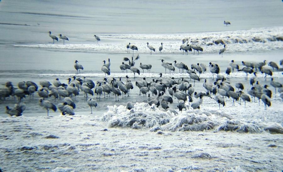 Black-necked cranes are seen at Dashanbao National Nature Reserve for Black-necked Cranes in Zhaotong city, Southwest China\'s Yunnan Province. (Photo by Zheng Yuanjian for chinadaily.com.cn)