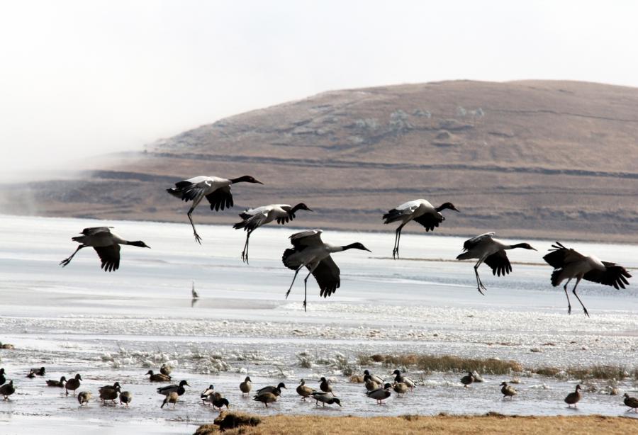 Black-necked cranes are seen at Dashanbao National Nature Reserve for Black-necked Cranes in Zhaotong city, Southwest China\'s Yunnan Province. (Photo by Zheng Yuanjian for chinadaily.com.cn)