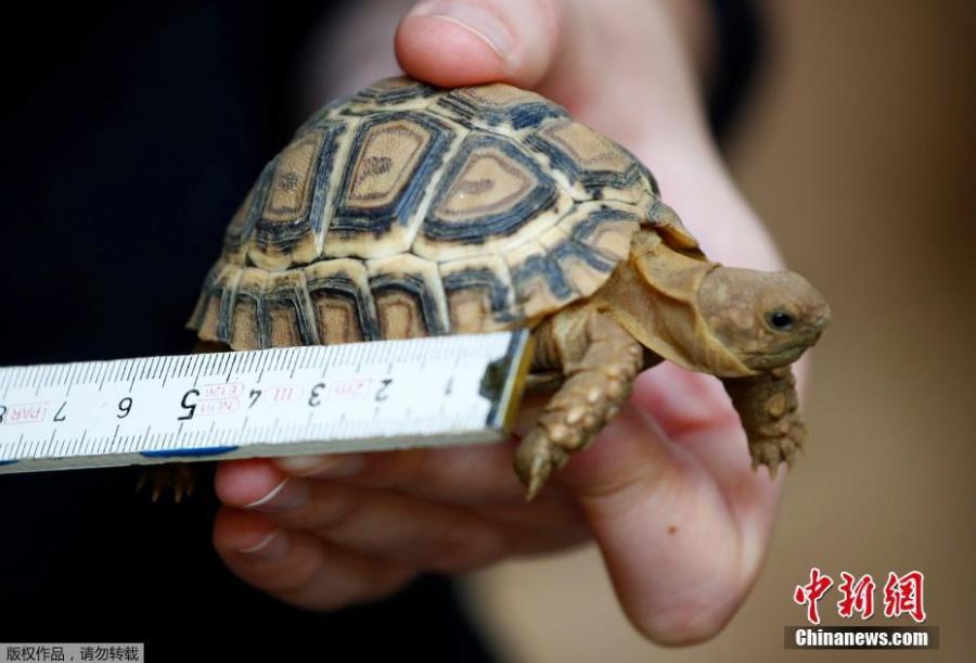 A four-month old panther turtle is measured by a vet during an annual stocktake at the Zoo in Duisburg, western Germany, Jan. 9, 2019. (Photo/Agencies)