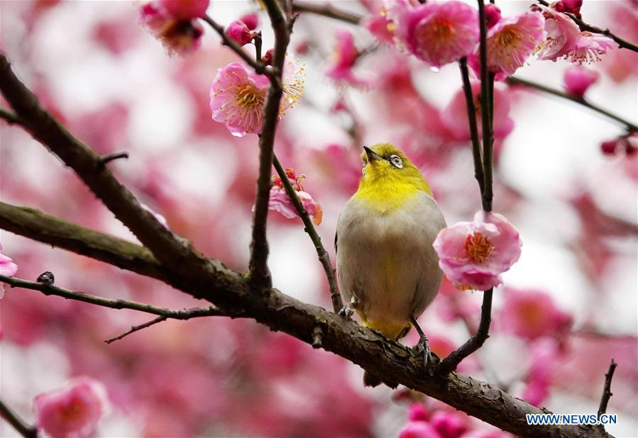 A wild bird rests on a branch of a blossoming plum tree in Guiyang, capital of southwest China\'s Guizhou Province, on Jan. 9, 2019. (Xinhua/Qin Gang)