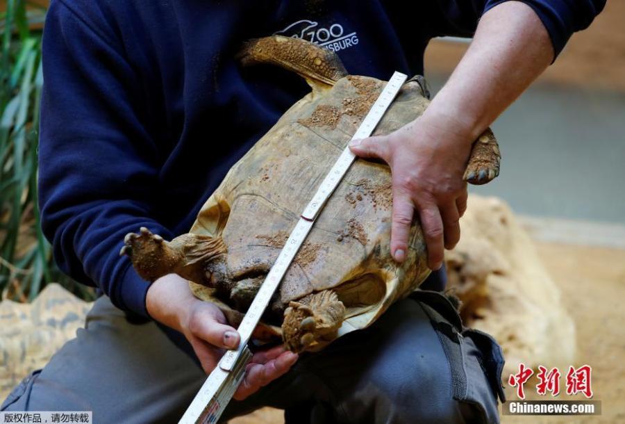 A ten-year old panther turtle is measured upside down during an annual stocktake at the Zoo in Duisburg, Germany, Jan. 9, 2019. (Photo/Agencies)