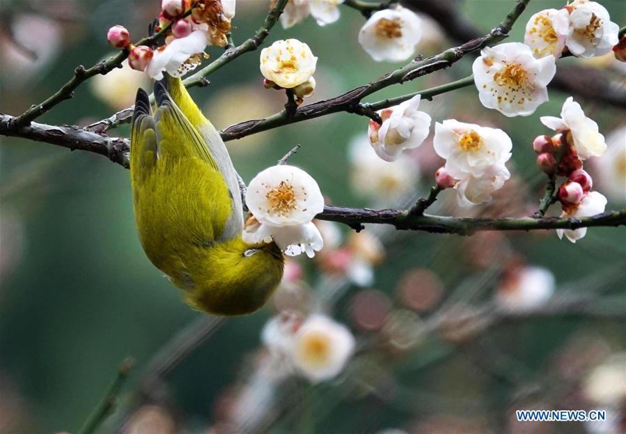 A wild bird rests on a branch of a blossoming plum tree in Guiyang, capital of southwest China\'s Guizhou Province, on Jan. 9, 2019. (Xinhua/Qin Gang)