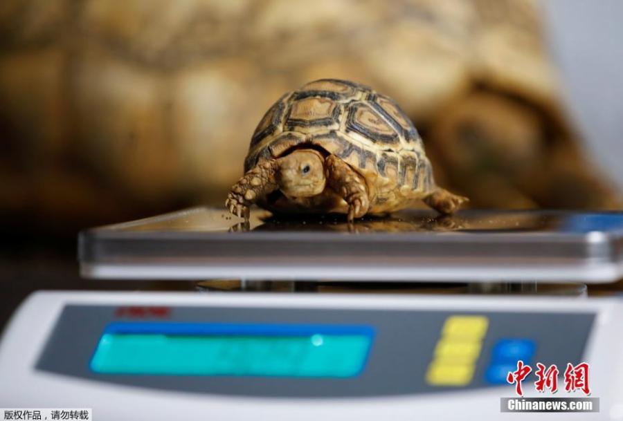 A four-month old panther turtle is weighed during an annual stocktake at the Zoo in Duisburg, Germany, Jan. 9, 2019. (Photo/Agencies)