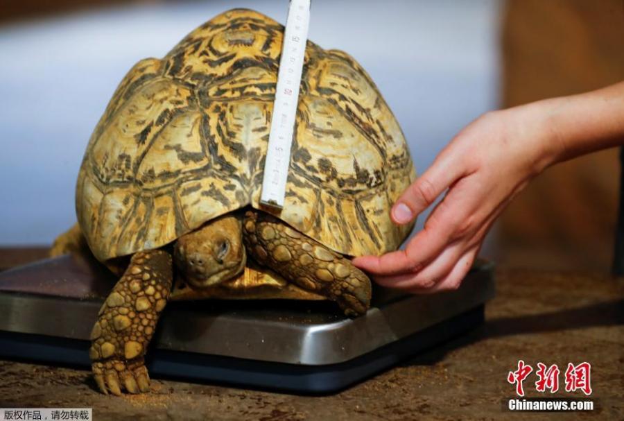 A ten-year old panther turtle is measured by a vet during an annual stocktake at the Zoo in Duisburg, Germany, Jan. 9, 2019. (Photo/Agencies)