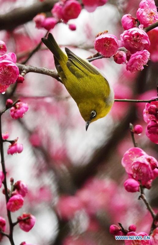 A wild bird rests on a branch of a blossoming plum tree in Guiyang, capital of southwest China\'s Guizhou Province, on Jan. 9, 2019. (Xinhua/Qin Gang)