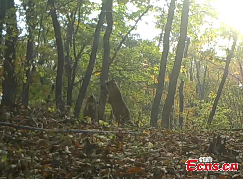 A still image from a video taken on May 10, 2018 by an infrared camera in Hunchun, Jilin Province shows a rare scene, a family of five wild Siberian tigers at the Northeast Tiger and Leopard National Park. Established in 2017, the park covers more than 1.46 million hectares. About 71 percent of the area is in Jilin and the rest in adjacent Heilongjiang Province. (Photo provided to China News Service)