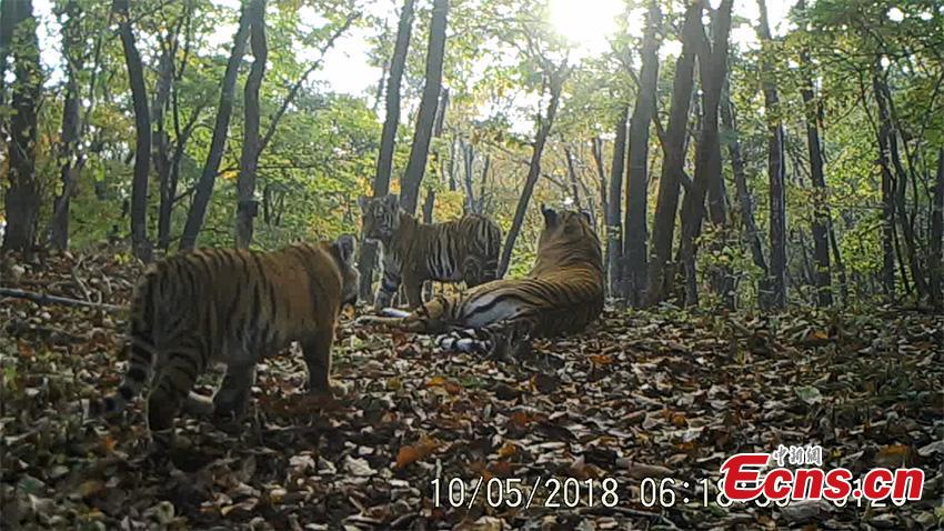 A still image from a video taken on May 10, 2018 by an infrared camera in Hunchun, Jilin Province shows a rare scene, a family of five wild Siberian tigers at the Northeast Tiger and Leopard National Park. Established in 2017, the park covers more than 1.46 million hectares. About 71 percent of the area is in Jilin and the rest in adjacent Heilongjiang Province. (Photo provided to China News Service)