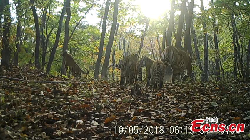 A still image from a video taken on May 10, 2018 by an infrared camera in Hunchun, Jilin Province shows a rare scene, a family of five wild Siberian tigers at the Northeast Tiger and Leopard National Park. Established in 2017, the park covers more than 1.46 million hectares. About 71 percent of the area is in Jilin and the rest in adjacent Heilongjiang Province. (Photo provided to China News Service)