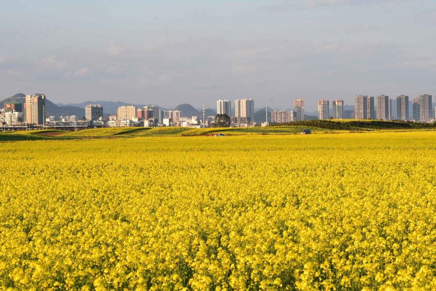 Tall buildings and mountains beyond help frame this Luoping county field turned yellow by blossoming rapeseed flowers in Southwest China\'s Yunnan Province.  (Photo by Mao Hong/for chinadaily.com.cn)