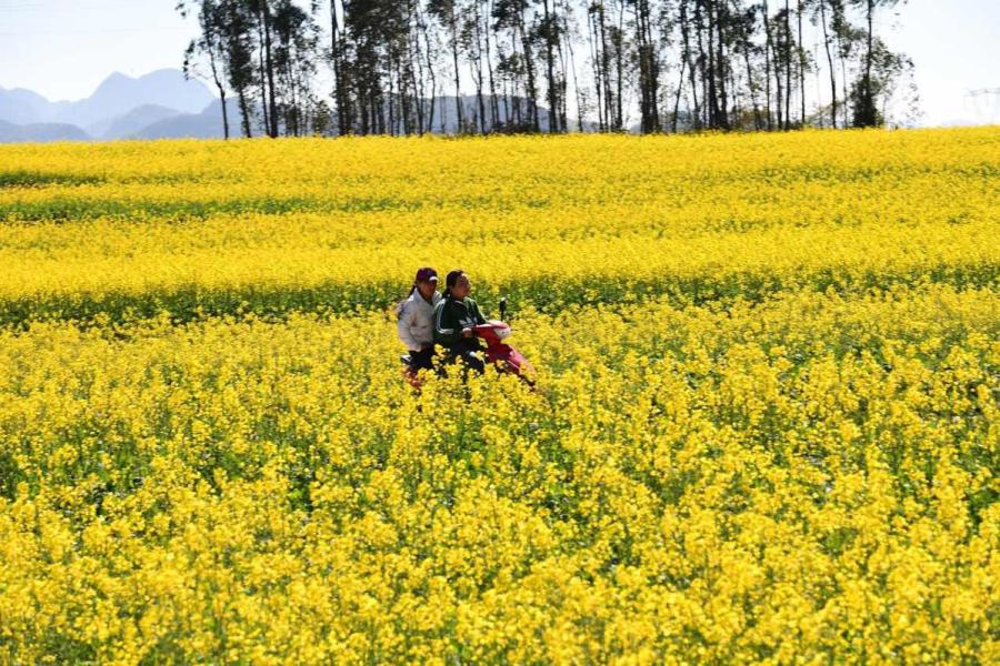 Locals ride a motorcycle on a road surrounded by rapeseed flowers. (Photo by Mao Hong/for chinadaily.com.cn)