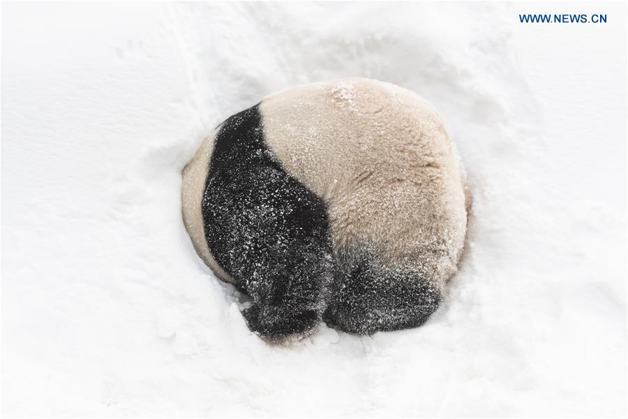 A giant panda is seen at the Panda World of Everland, a South Korean theme park located in Yongin, 40 km south of capital Seoul, on Jan. 15, 2019. The Panda World of Everland has opened to public for 1,000 days. (Xinhua/Everland)
