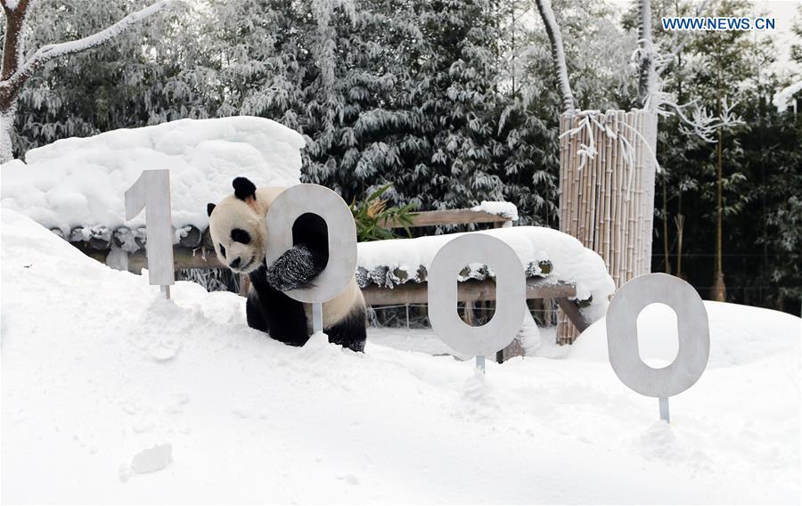 A giant panda is seen at the Panda World of Everland, a South Korean theme park located in Yongin, 40 km south of capital Seoul, on Jan. 15, 2019. The Panda World of Everland has opened to public for 1,000 days. (Xinhua/Everland)
