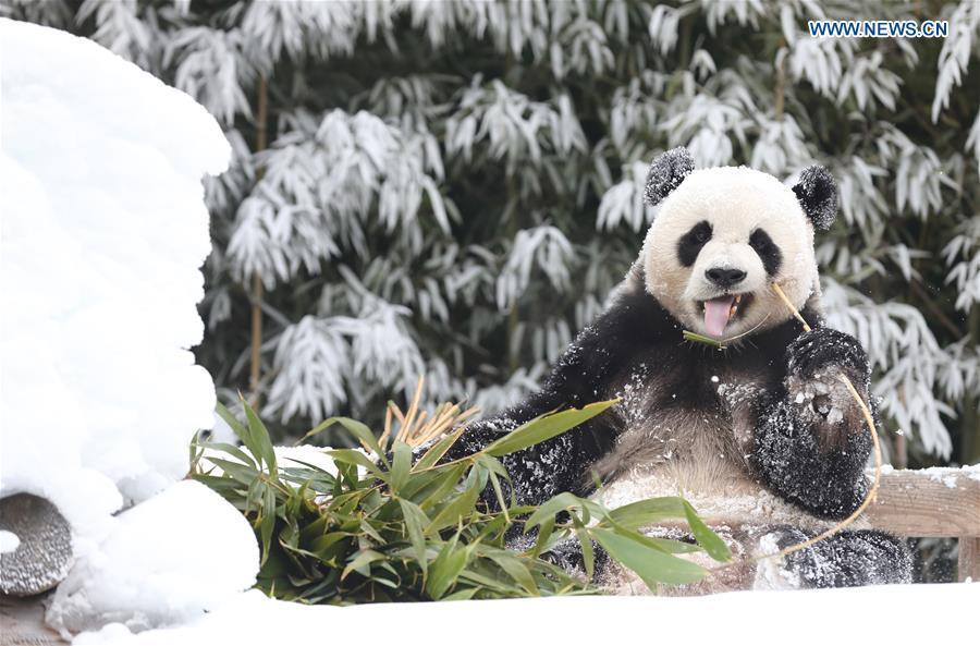 A giant panda is seen at the Panda World of Everland, a South Korean theme park located in Yongin, 40 km south of capital Seoul, on Jan. 15, 2019. The Panda World of Everland has opened to public for 1,000 days. (Xinhua/Everland)