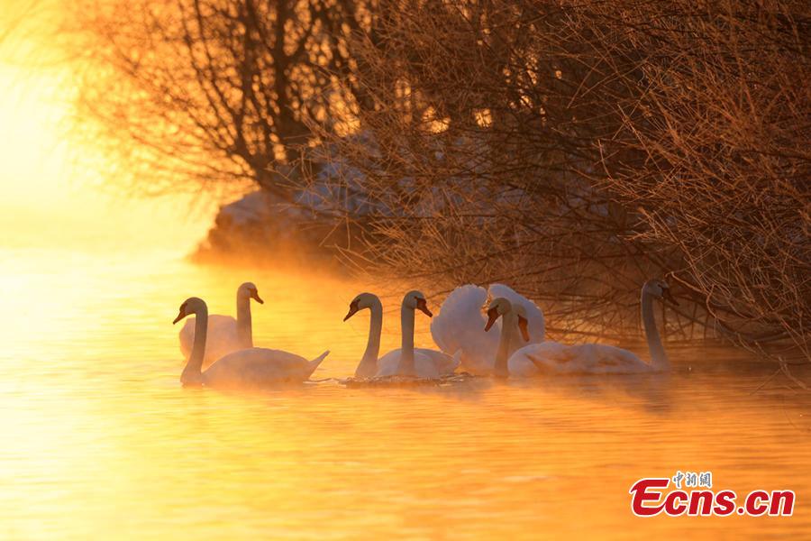 A view of swans enveloped by fog at a wetland in Yingtamu Township, Yining County, Northwest China\'s Xinjiang Uygur Autonomous Region. Some 200 swans, mostly the species of mute swan, inhabit the wetland during winter every year. In recent years, the wetland has become a famous spot for photographers to take snaps of the elegant, large birds in a beautiful environment. (Photo: China News Service/Cui Minghao)