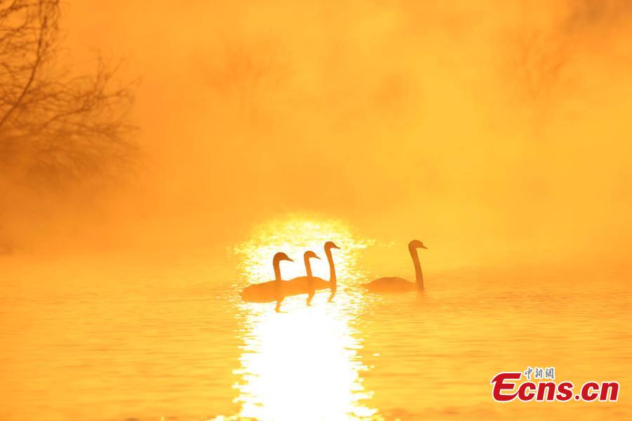 A view of swans enveloped by fog at a wetland in Yingtamu Township, Yining County, Northwest China\'s Xinjiang Uygur Autonomous Region. Some 200 swans, mostly the species of mute swan, inhabit the wetland during winter every year. In recent years, the wetland has become a famous spot for photographers to take snaps of the elegant, large birds in a beautiful environment. (Photo: China News Service/Cui Minghao)