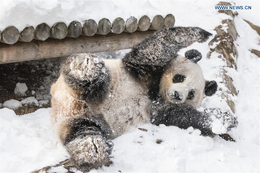 A giant panda is seen at the Panda World of Everland, a South Korean theme park located in Yongin, 40 km south of capital Seoul, on Jan. 15, 2019. The Panda World of Everland has opened to public for 1,000 days. (Xinhua/Everland)