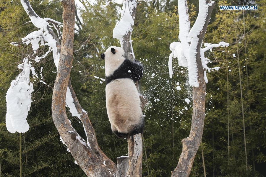 A giant panda is seen at the Panda World of Everland, a South Korean theme park located in Yongin, 40 km south of capital Seoul, on Jan. 15, 2019. The Panda World of Everland has opened to public for 1,000 days. (Xinhua/Everland)