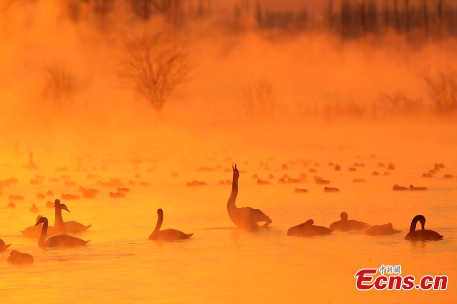 A view of swans enveloped by fog at a wetland in Yingtamu Township, Yining County, Northwest China\'s Xinjiang Uygur Autonomous Region. Some 200 swans, mostly the species of mute swan, inhabit the wetland during winter every year. In recent years, the wetland has become a famous spot for photographers to take snaps of the elegant, large birds in a beautiful environment. (Photo: China News Service/Cui Minghao)