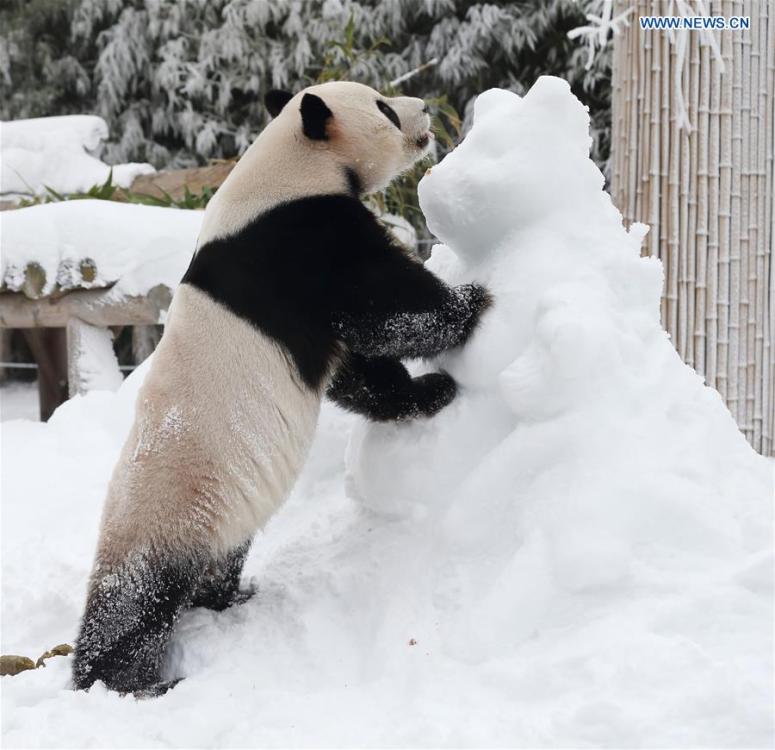 A giant panda is seen at the Panda World of Everland, a South Korean theme park located in Yongin, 40 km south of capital Seoul, on Jan. 15, 2019. The Panda World of Everland has opened to public for 1,000 days. (Xinhua/Everland)