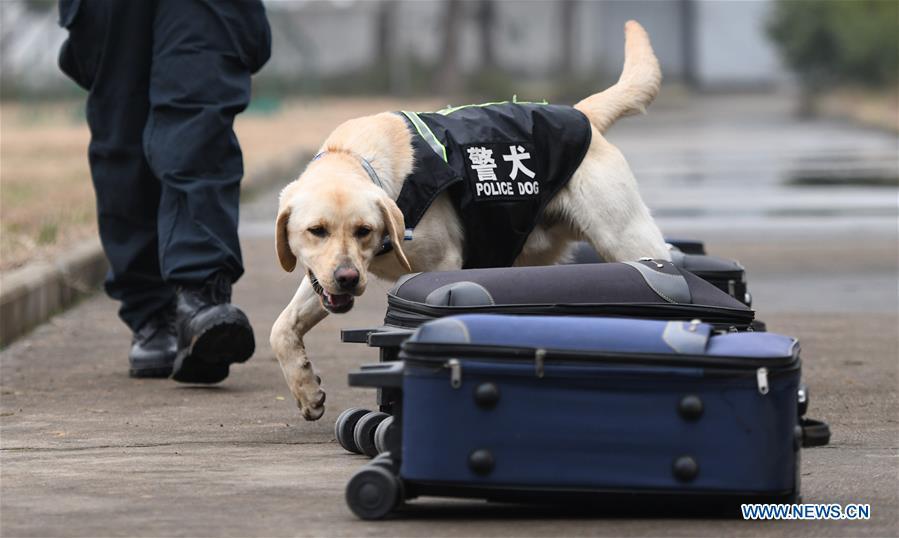 Police dog \