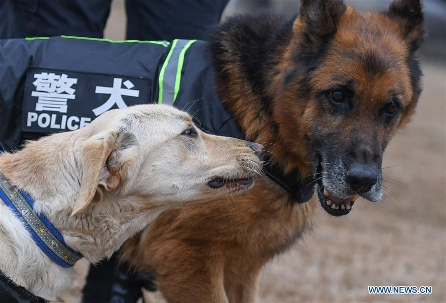Police dog \