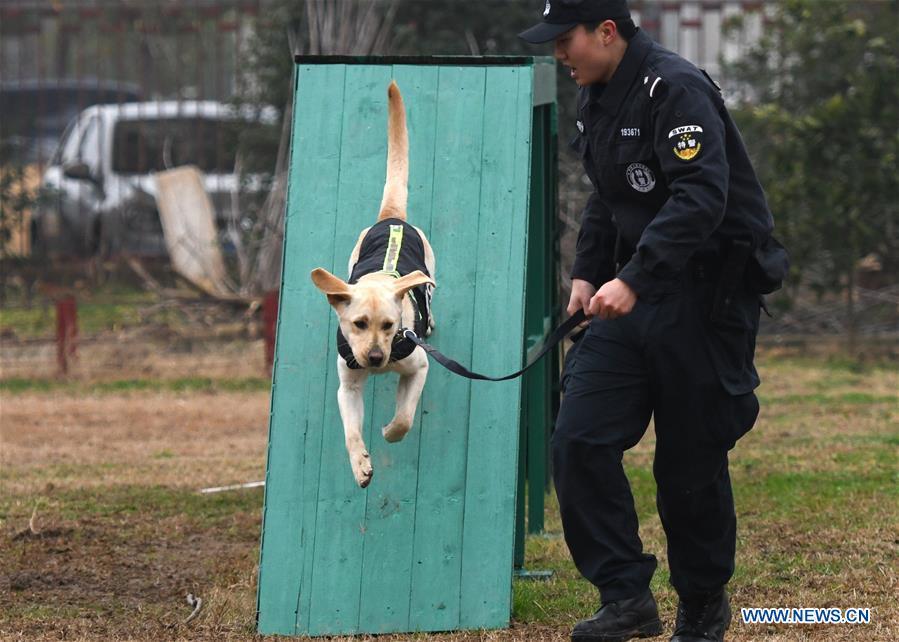 Police dog \