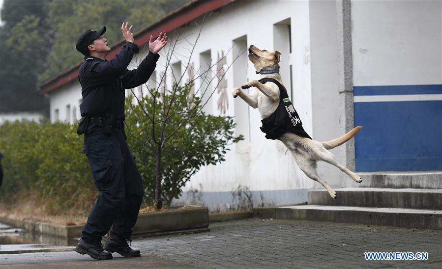 Police dog \