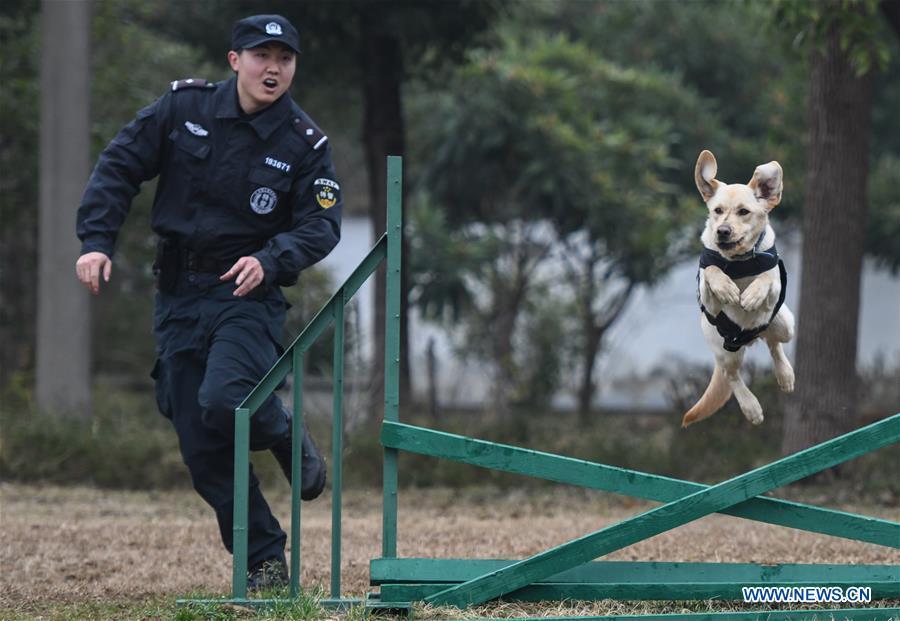 Police dog \