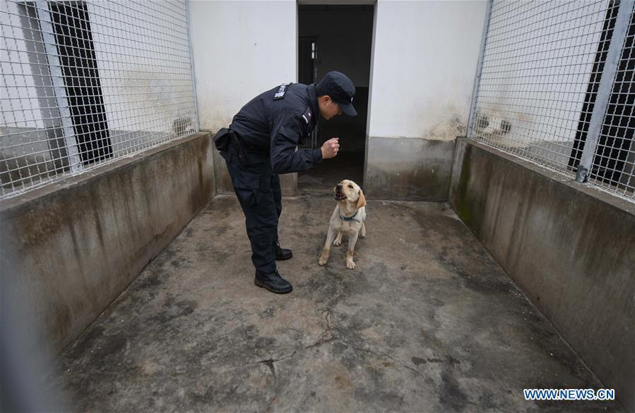 Wuhan railway policeman Ding Yan trains police dog \