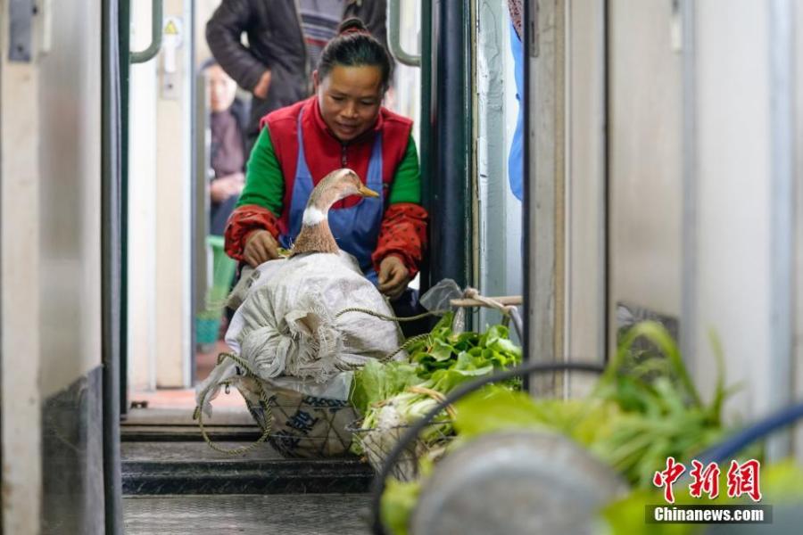 A woman carries a duck with her on a train to Guiyang City, Guizhou Province, Jan. 17, 2019. The railway line linking Guiyang City and Yuping County in Tongren County has been running for 44 years - opening in 1975 - connecting the villages of the many ethnic groups residing deep in the mountains with the outside world. The 342-km journey takes about seven hours - incredibly slow when compared with the speeds of China\'s increasingly ubiquitous bullet trains. (Photo: China News Service/He Junyi)