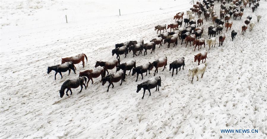 Aerial photo taken on Jan. 20, 2019 shows a herd of horses running on the snow-covered grassland at a horse ranch in Shandan County of Zhangye City, northwest China\'s Gansu Province. (Xinhua/Wang Chao)