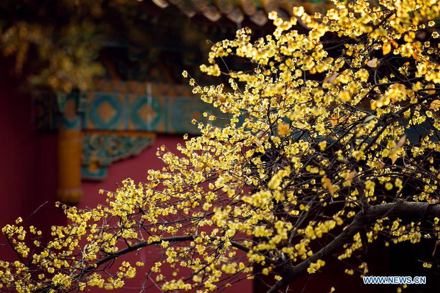 Photo taken on Jan. 18, 2019 shows wintersweet flowers at Mingxiaoling Mausoleum scenic area in Nanjing, capital of east China\'s Jiangsu Province. (Xinhua/Su Yang)