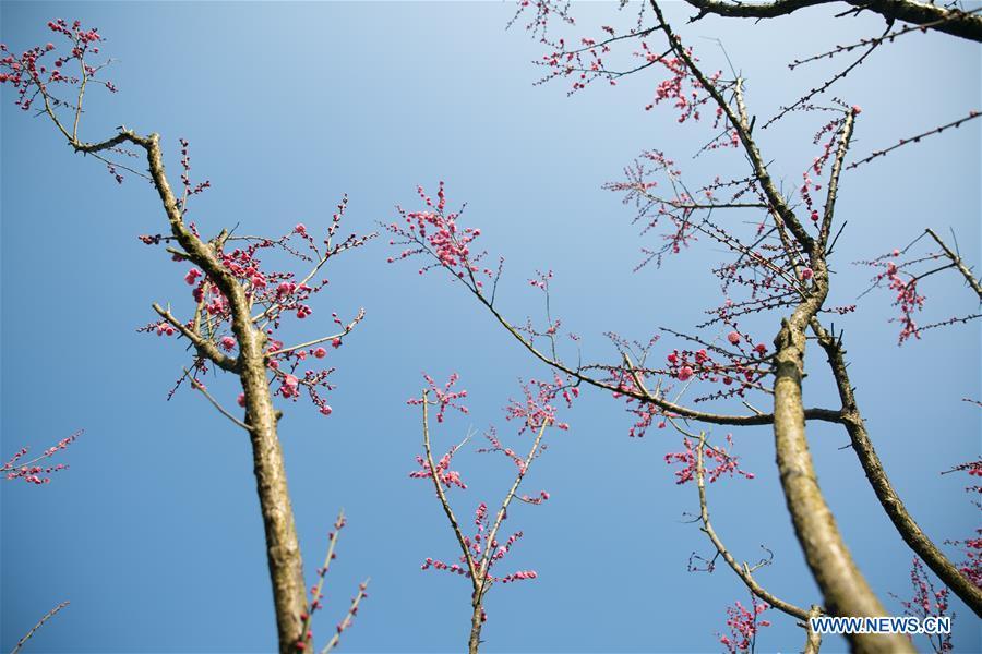 Photo taken on Jan. 18, 2019 shows plum flowers in Shexiang ancient town in Dafang County, Bijie City of southwest China\'s Guizhou Province. (Xinhua/Luo Dafu)