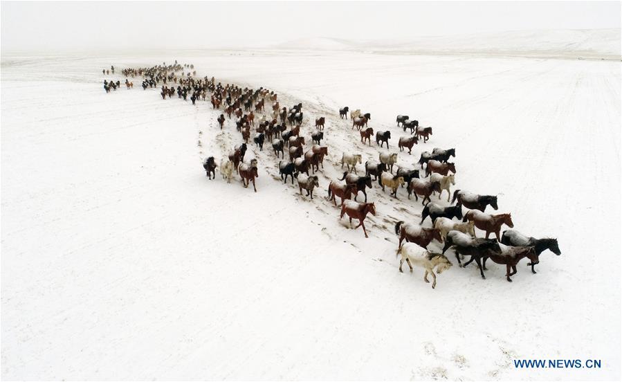 Aerial photo taken on Jan. 20, 2019 shows a herd of horses running on the snow-covered grassland at a horse ranch in Shandan County of Zhangye City, northwest China\'s Gansu Province. (Xinhua/Wang Chao)