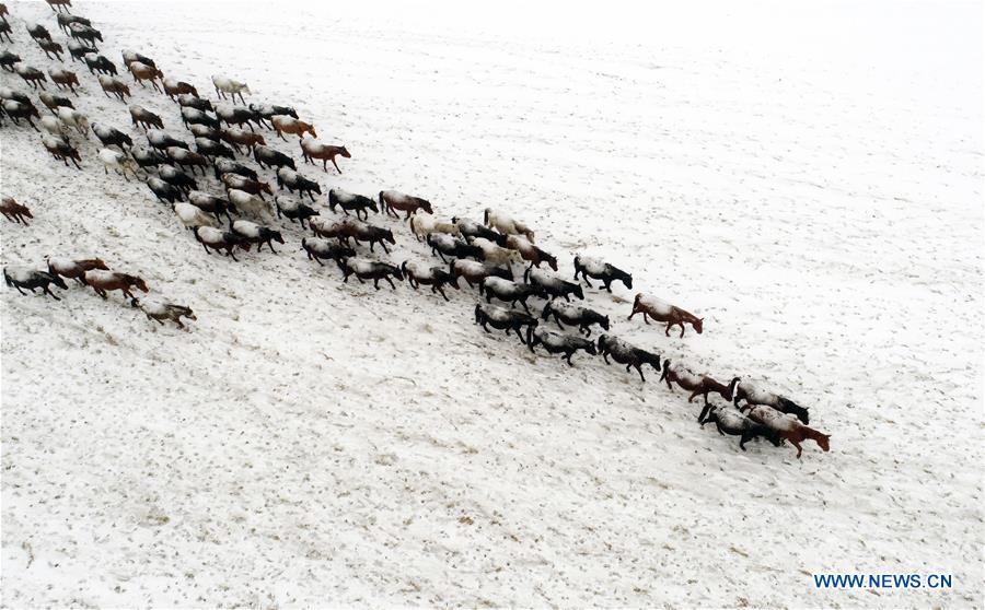 Aerial photo taken on Jan. 20, 2019 shows a herd of horses running on the snow-covered grassland at a horse ranch in Shandan County of Zhangye City, northwest China\'s Gansu Province. (Xinhua/Wang Chao)