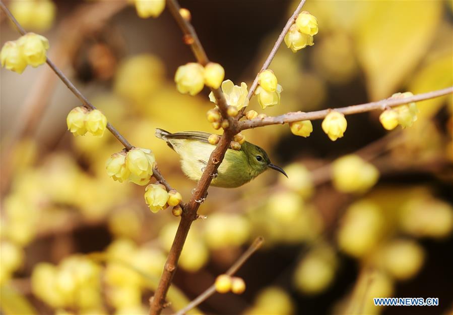 Photo taken on Jan. 17, 2019 shows a bird resting on a wintersweet tree in Hebin Park in Chongqing, southwest China. (Xinhua/Yang Min)