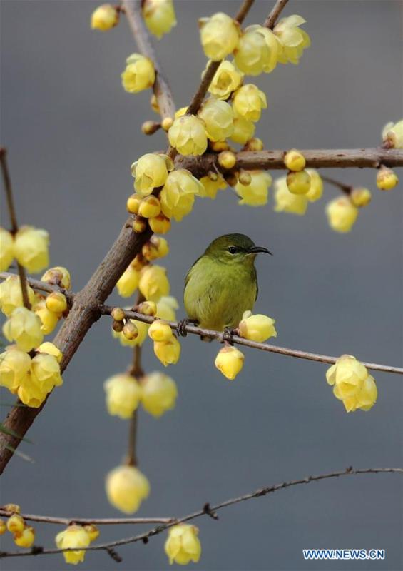 A bird rests on a wintersweet tree in Hebin Park in Chongqing, southwest China, Jan. 17, 2019. (Xinhua/Yang Min)