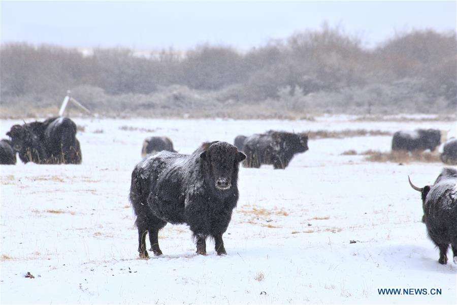 Photo taken on Jan. 20, 2019 shows yaks on the snow-covered grassland at a horse ranch in Shandan County of Zhangye City, northwest China\'s Gansu Province. (Xinhua/Wang Chao)