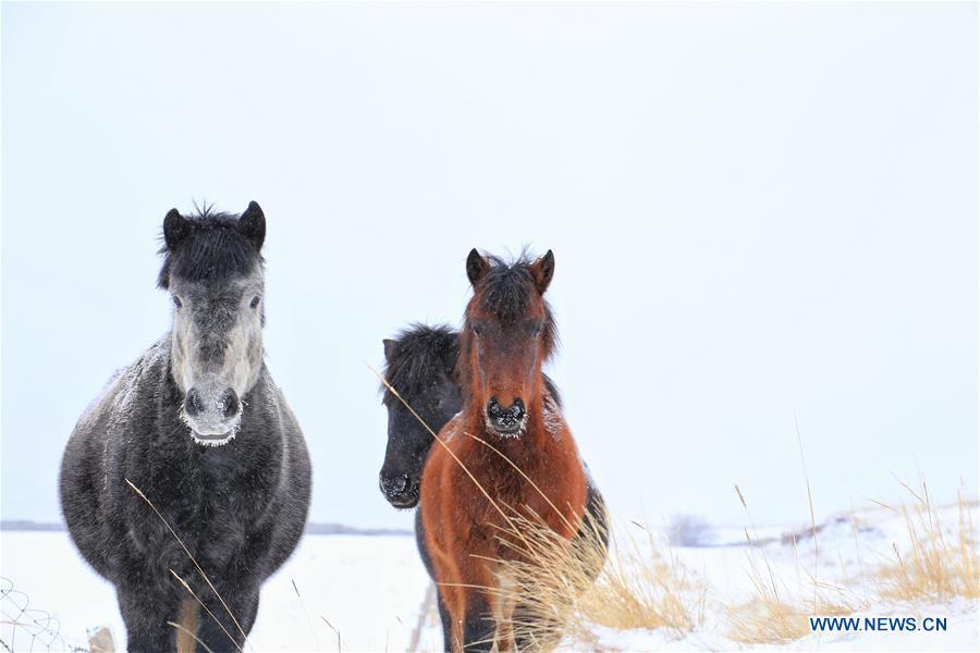 Photo taken on Jan. 20, 2019 shows horses on the snow-covered grassland at a horse ranch in Shandan County of Zhangye City, northwest China\'s Gansu Province. (Xinhua/Wang Chao)
