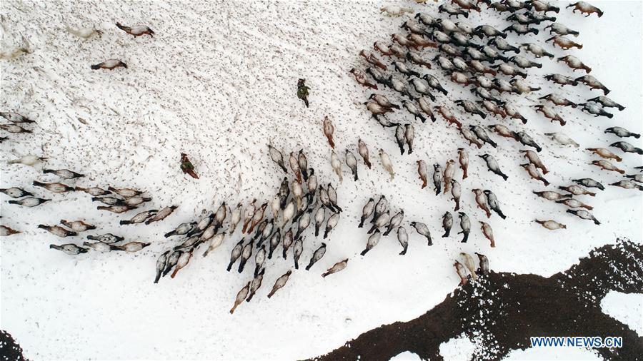 Aerial photo taken on Jan. 20, 2019 shows a herd of horses running on the snow-covered grassland at a horse ranch in Shandan County of Zhangye City, northwest China\'s Gansu Province. (Xinhua/Wang Chao)