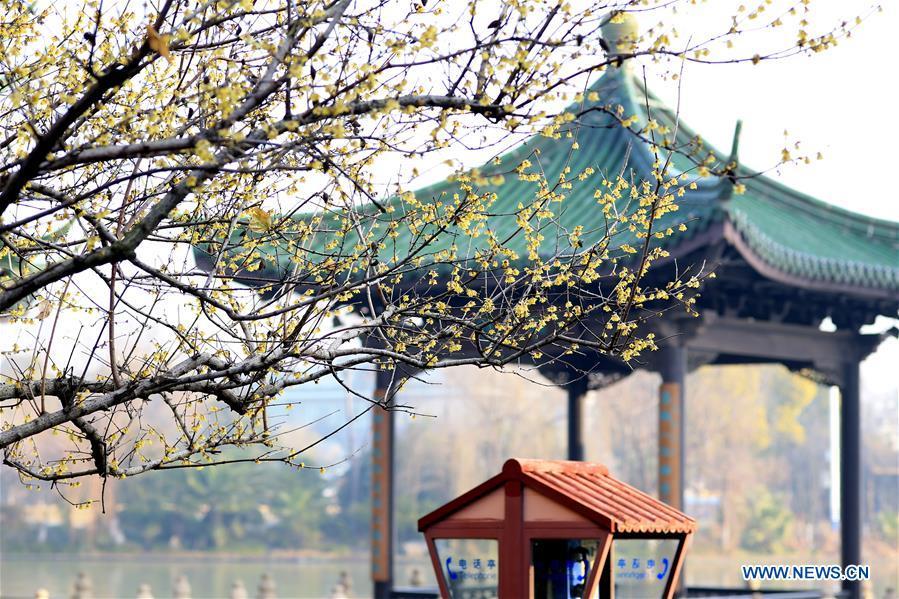Photo taken on Jan. 18, 2019 shows wintersweet flowers in Haohe river scenic spot in Nantong City, east China\'s Jiangsu Province. (Xinhua/Song Chenglin)