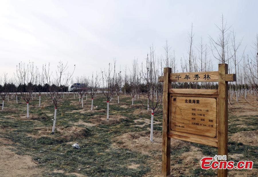 A view of a forest that is being developed in Xiongan New Area in North China\'s Hebei Province. Progress has been made two years after China announced the establishment of Xiongan New Area in April 2017, spanning three counties in Hebei Province about 100 km southwest of Beijing. (Photo: China News Service/Han Bing)