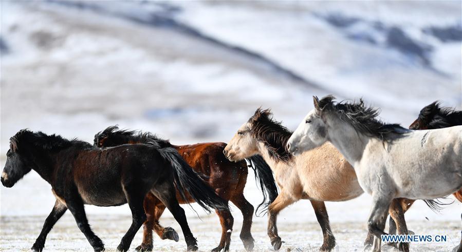 A herd of horses are seen at the snow-covered Shandan Ranch in Shandan County of Zhangye City, northwest China\'s Gansu Province, Jan. 23, 2019. (Xinhua/Chen Bin)