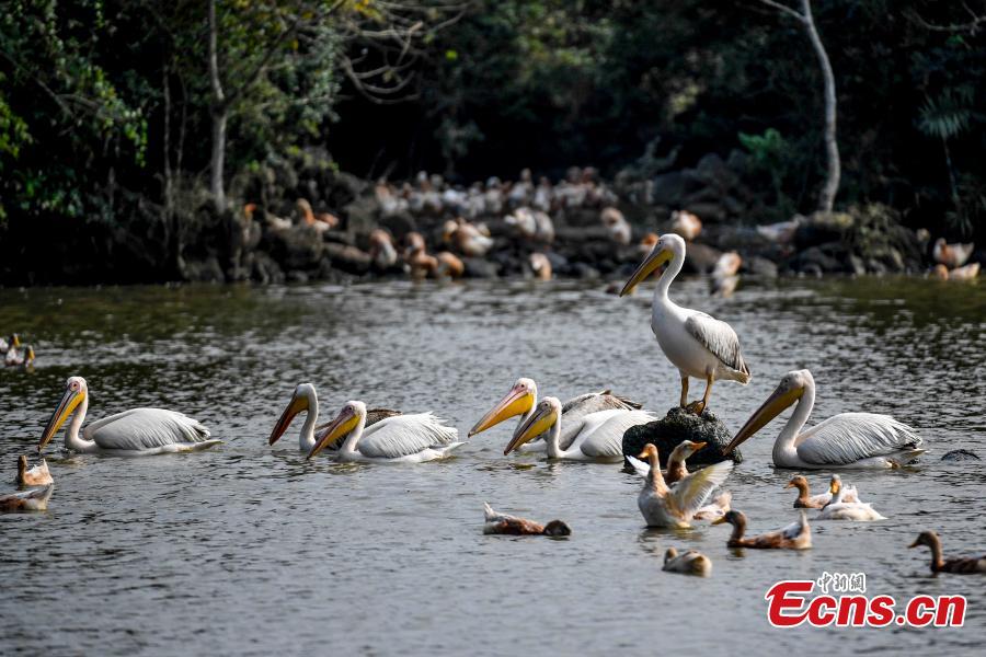 A number of great white pelican have been spotted in a village pond in Haikou City, Hainan Province, Jan. 24, 2019. The bird is a species under second class animal protection in China. (Photo/China News Service)