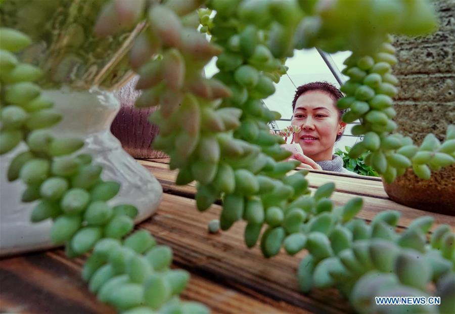Xu Caihong arranges succulent plants at a greenhouse in Luanzhou City, north China\'s Hebei Province, Jan. 23, 2019. Xu Caihong, 39, began her succulent plants growing in 2016, and now she has three greenhouses for the plants after three years of efforts. By promoting both online and off-line sales, the annual sales of the plants has reached 1 million yuan (about 147,234 US dollars). (Xinhua/Yang Shiyao)