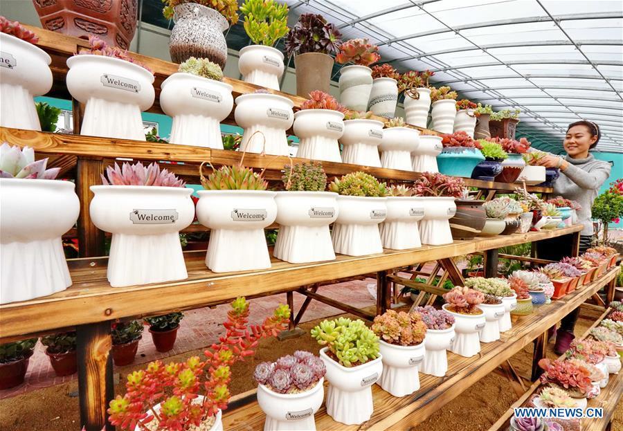 Xu Caihong arranges succulent plants at a greenhouse in Luanzhou City, north China\'s Hebei Province, Jan. 23, 2019. Xu Caihong, 39, began her succulent plants growing in 2016, and now she has three greenhouses for the plants after three years of efforts. By promoting both online and off-line sales, the annual sales of the plants has reached 1 million yuan (about 147,234 US dollars). (Xinhua/Yang Shiyao)