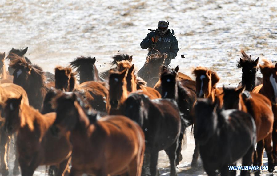 A herdsman keeps the herd together at the snow-covered Shandan Ranch in Shandan County of Zhangye City, northwest China\'s Gansu Province, Jan. 23, 2019. (Xinhua/Li Xiao)